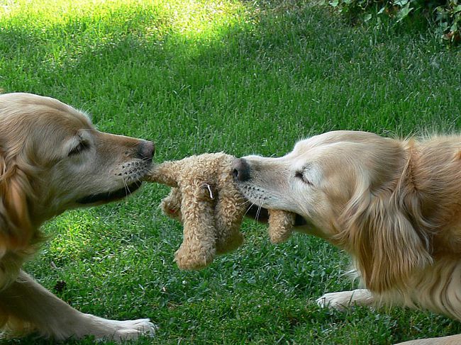 Warum brauchen wir Spielzeug für Hunde?