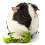 Zähne des Meerschweinchens: Hauptprobleme
