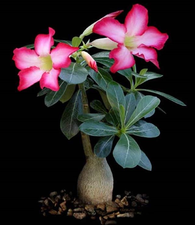 Pflege für Adenium