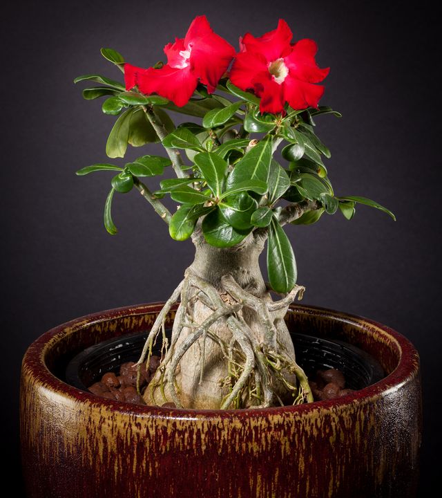 Pflege für Adenium