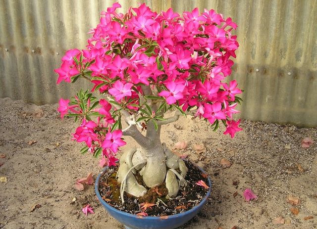 Pflege für Adenium