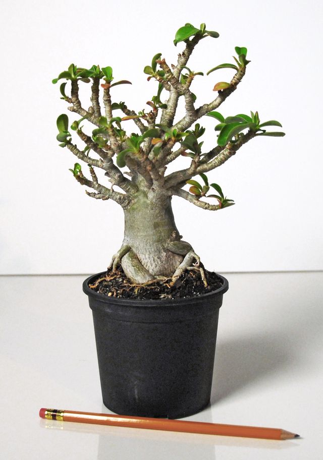 Pflege für Adenium