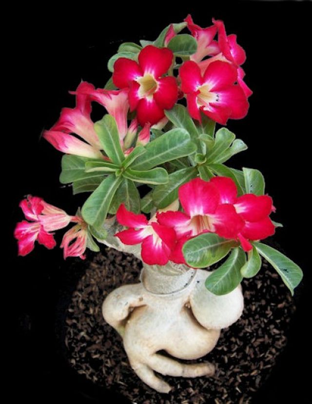 Pflege für Adenium