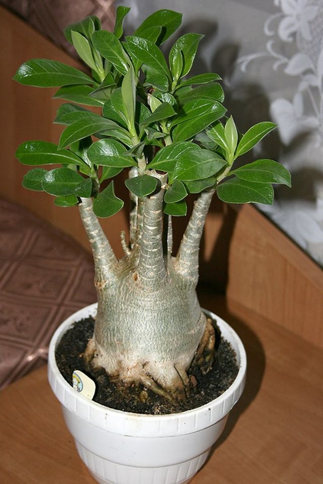 Pflege für Adenium