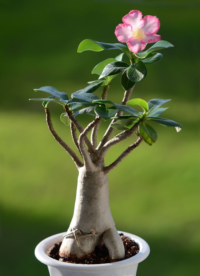Adenium - häusliche Pflege (Foto, Video). Wie man richtig für ein Blumenadenium sorgt