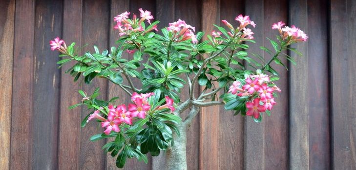 Pflege für Adenium