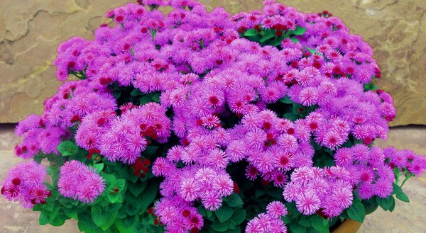 Ageratum: Pflanzung und Pflege. Beliebte Sorten