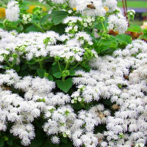 Ageratum: Pflanzung und Pflege. Beliebte Sorten