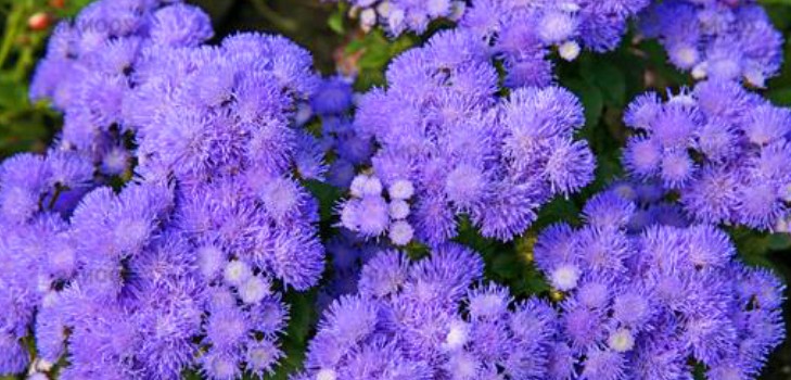 Ageratum: Pflanzung und Pflege. Beliebte Sorten