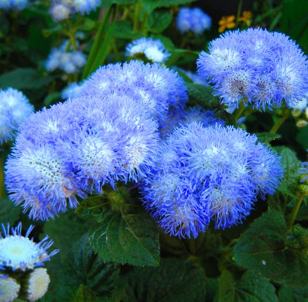 Ageratum: Pflanzung und Pflege. Beliebte Sorten