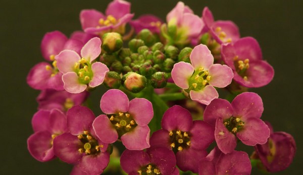 Alyssum: Pflanzung und Pflege, Fotos der besten Sorten