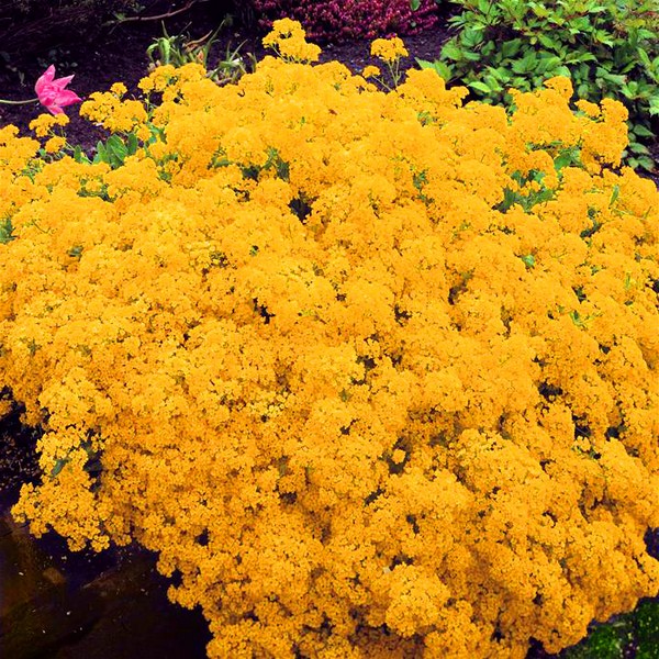 Alyssum: Pflanzung und Pflege, Fotos der besten Sorten