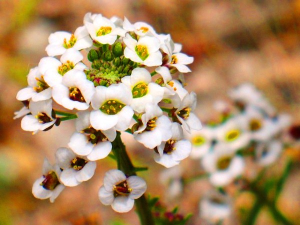 Alyssum: Pflanzung und Pflege, Fotos der besten Sorten