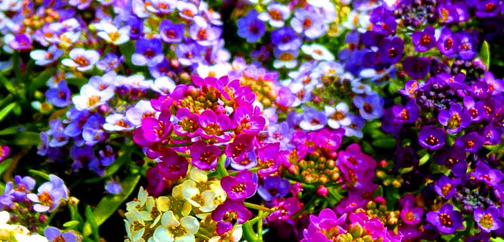 Alyssum: Pflanzung und Pflege, Fotos der besten Sorten