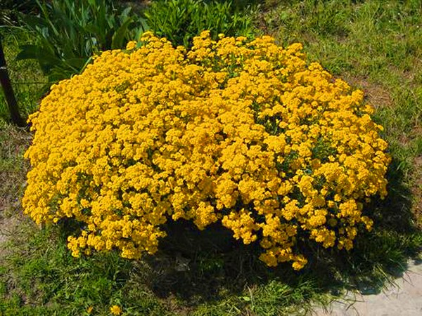 Alyssum: Pflanzung und Pflege, Fotos der besten Sorten