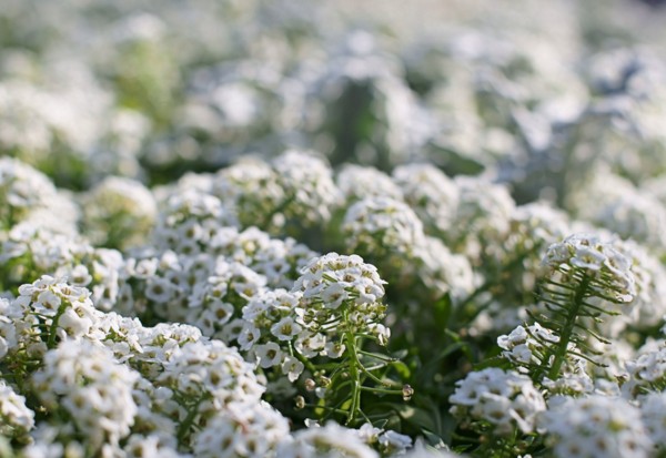Alyssum: Pflanzung und Pflege, Fotos der besten Sorten