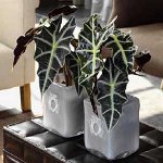 Alocasia und Pflege für sie Alocasia und Pflege für sie
