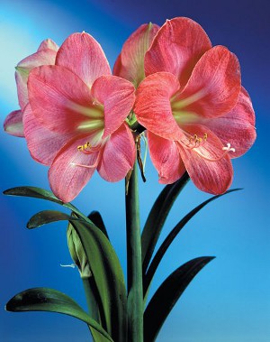 Amaryllis und Hippeastrum: Zwillingsbrüder