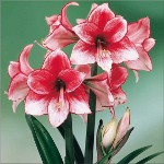 Amaryllis und Hippeastrum: Zwillingsbrüder Amaryllis und Hippeastrum: Zwillingsbrüder