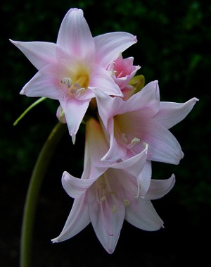 Amaryllis und Hippeastrum: Zwillingsbrüder Amaryllis und Hippeastrum: Zwillingsbrüder