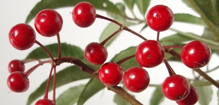 Ardisia: Pflege und Foto