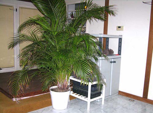 Areca. Häusliche Pflege