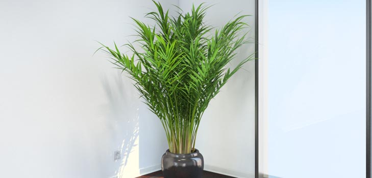 Areca, Handfläche