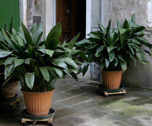 Aspidistra: Arten und Varietäten