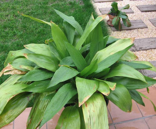 Aspidistra: Foto und Pflege zu Hause