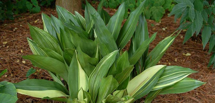 Aspidistra: zu Hause pflegen, blühen, Foto