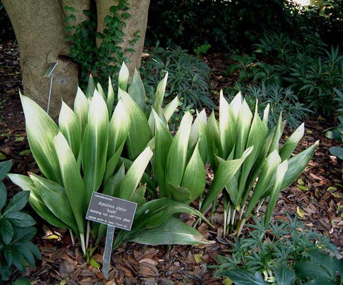 Aspidistra: häusliche Pflege