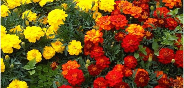 Blumen Ringelblumen