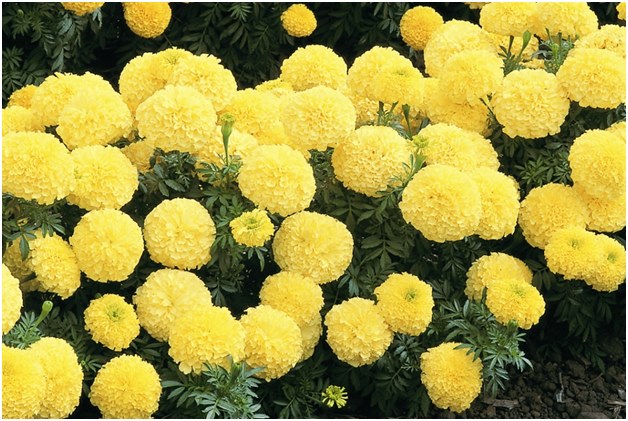 gelbe Ringelblumen