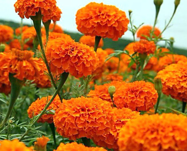 orange Blumen