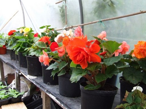 Begonia: häusliche Pflege