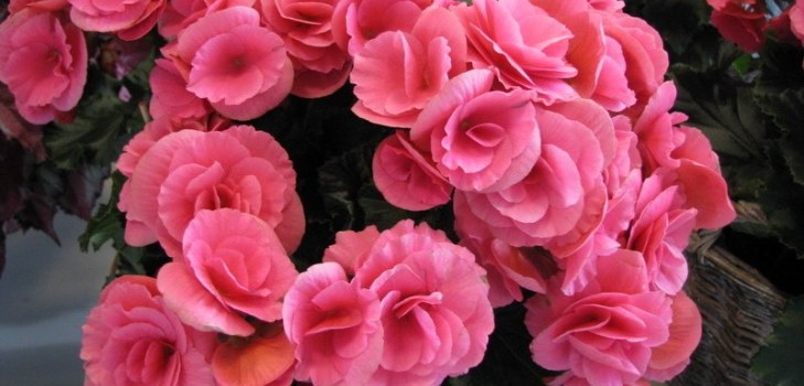Begonie Blumen