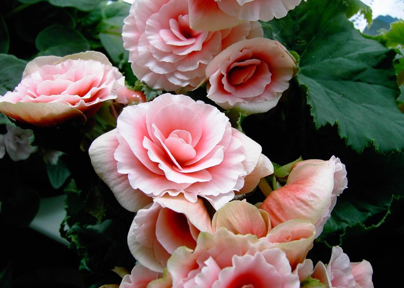 rosa Begonie