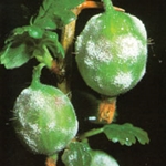 Weiße Schicht auf Stachelbeerbeeren
