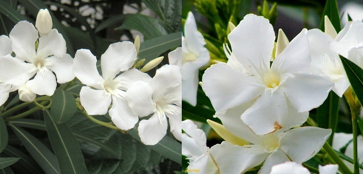 Weißer Oleander