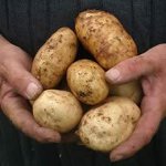 Krankheiten von Kartoffeln Krankheiten von Kartoffeln