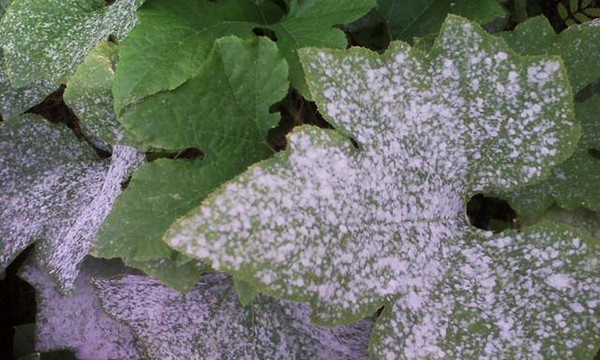 Krankheiten der Gurken: Symptome, Behandlung und Vorbeugung (mit Foto) Krankheiten der Gurken: Symptome, Behandlung und Vorbeugung (mit Foto)