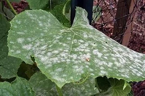 Krankheiten der Gurken: Symptome, Behandlung und Vorbeugung (mit Foto) Krankheiten der Gurken: Symptome, Behandlung und Vorbeugung (mit Foto)