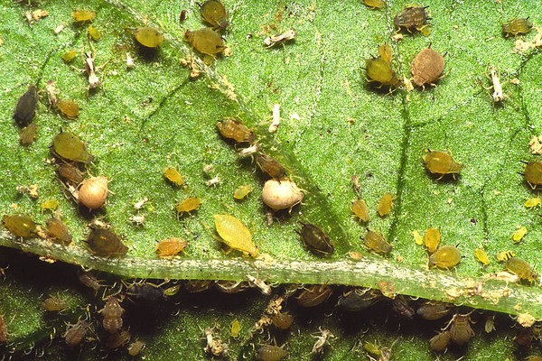Krankheiten der Gurken: Symptome, Behandlung und Vorbeugung (mit Foto)