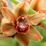 Krankheiten von Orchideen