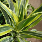 Was, wenn die Dracaena trocknet oder gelb wird? 