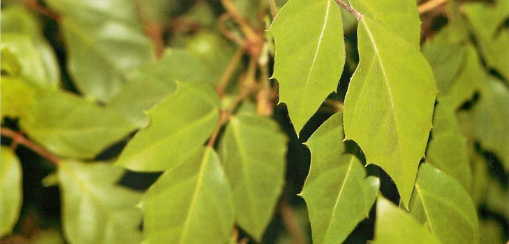 Cissus: Foto und häusliche Pflege