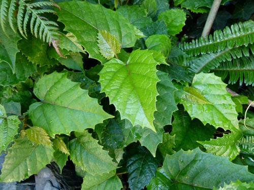 Cissus. Pflege zu Hause