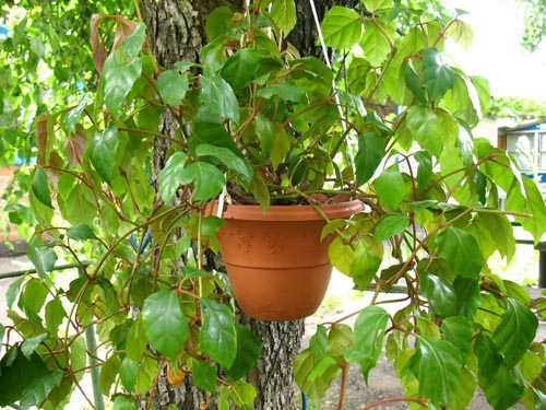 Cissus. Arten von Trauben