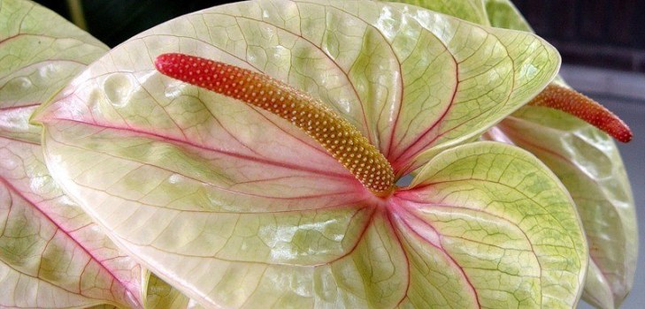 schöne Blume