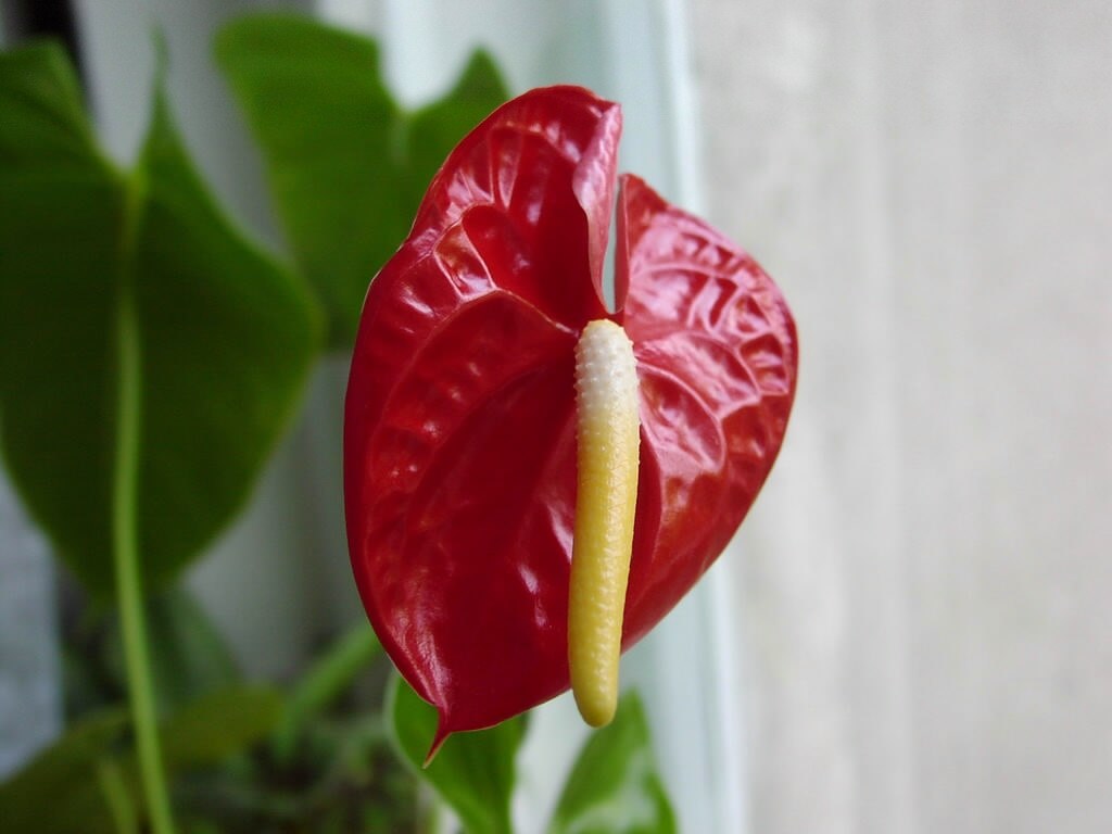 rote Blume